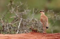 Vanellus coronatus