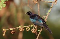 Lamprotornis purpuroptera