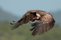 ETHIOPIA FAUNA