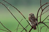 Glaucidium perlatum