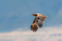 Aquila nipalensis