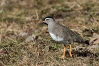 Vanellus melanocephalus