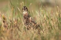 Coturnix coturnix