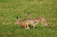 European hare