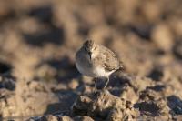 Calidris temminckii 