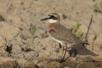 Charadrius leschenaultii