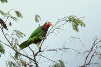 Amazona leucocephala