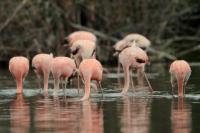 Phoenicopterus ruber