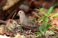 Columbina passerina