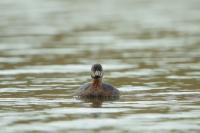 Podilymbus podiceps