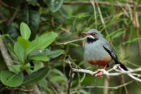 Turdus plumbeus