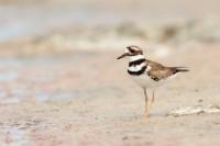 Charadrius vociferus