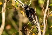 Crotophaga sulcirostris