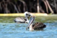 Pelecanus occidentalis