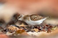 Calidris minuta