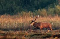 Red deer