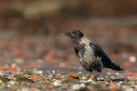 Corvus cornix