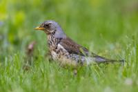 Turdus pilaris