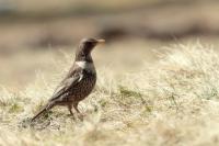 Turdus torquatus