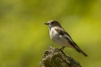 Ficedula hypoleuca