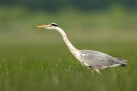 Hungary - FAUNA