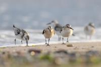 Calidris alba