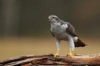 Accipiter gentilis