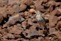 Anthus berthelotii