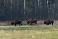 European bison