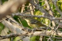 Vireo nanus