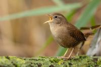 Troglodytes troglodytes