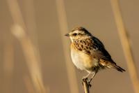 Saxicola rubetra