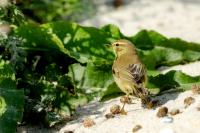 Phylloscopus trochilus