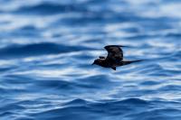 Madeira fauna