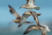 Calidris canutus