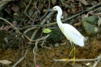 Egretta thula