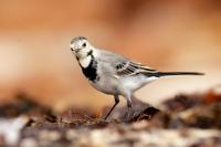 Motacilla alba