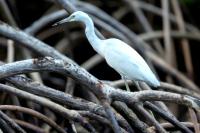 Egretta caerulea 