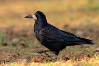 Corvus frugilegus