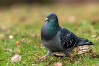 Columba livia domestica