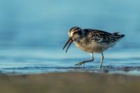 Calidris falcinellus