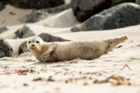 Harbor seal