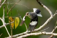 Dominican Republic-FAUNA