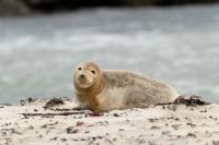 Grey seal