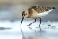 Calidris ferruginea