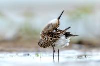 Calidris alpina