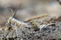 Anthus trivialis