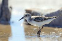 Calidris pusilla      