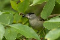 Sylvia atricapilla