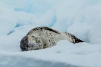 Leopard seal